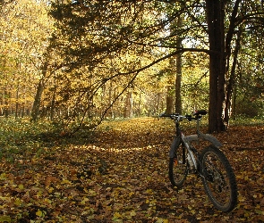 Rower, Jesień, Park, Drzewa