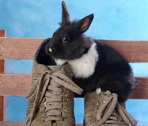 Ławka, Buty, Króliczek