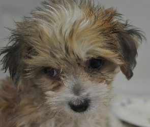 Pies, Yorkshire Terrier, Smutny