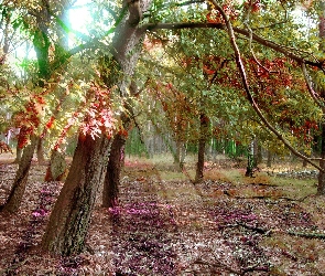 Las, Słońca, Promienie