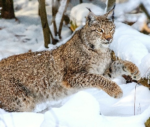 Ryś, Śnieg