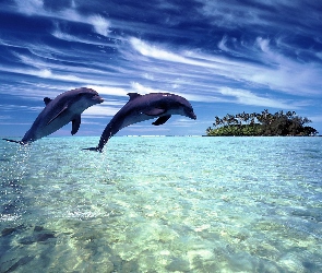 Wyspa, Ocean, Dwa, Delfiny