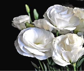 Białe, Kwiaty, Eustoma