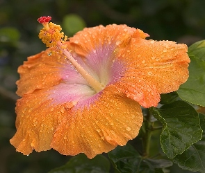 Pomaranczowy, Kwiat, Hibiskus