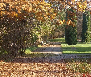 Jesień, Liście, Park, Drzewa