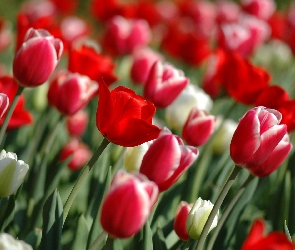 Kwiaty, Łan, Tulipany