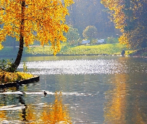 Park, Jesień, Kaczki, Drzewa, Woda