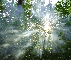 Promienie, Drzewa, Słońca