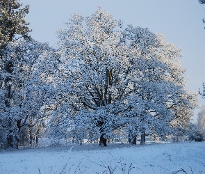 Ośnieżone, Drzewa, Zima