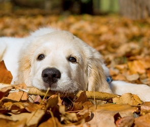 Pies, Jesień, Liście, Golden Retriever