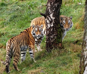 Tygrysy, Drzewa