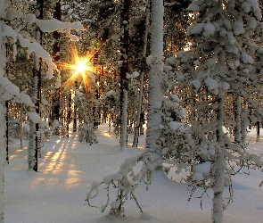Las, Promienie Słońca, Zima