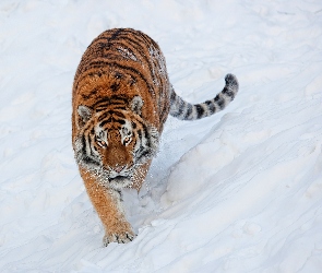 Śnieg, Spacer, Groźny, Tygrys