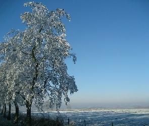 Drzewo, Pole, Zima