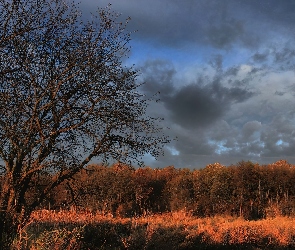 Jesień, Chmury, Burzowe, Drzewa