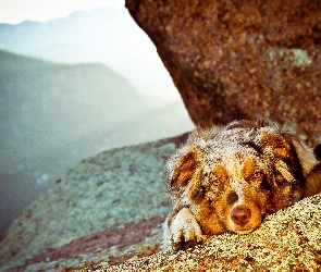 Owczarek australijski, Australian shepherd, Pies