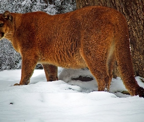 Śnieg, Zima, Puma