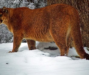 Puma, Zima, Śnieg