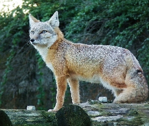 Korsak, Pień