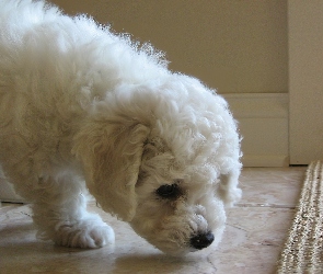Pokój, Bichon Frise, Biały, Piesek