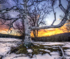 Drzewa, Gałęzie, Śnieg