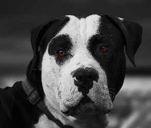 Oczy, Obroża, Amstaff
