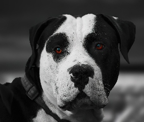 Amstaff, Obroża, Oczy