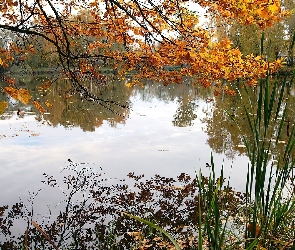 Jesień, Zarośla, Jezioro