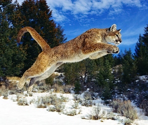 Puma, Skacząca