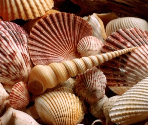 Koloru, Kształtu, Muszelki, Różnego