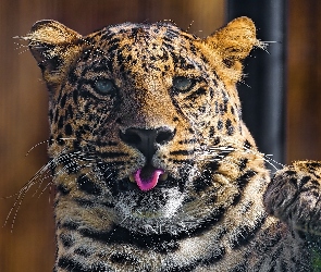 Łapa, Język, Lampart