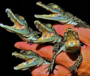 Małe, Dłoń, Aligatory