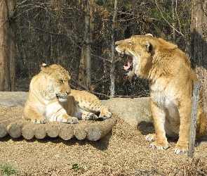 Las, Liger, Lew, Lwica