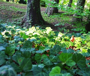 Porastający, Park, Bluszcz