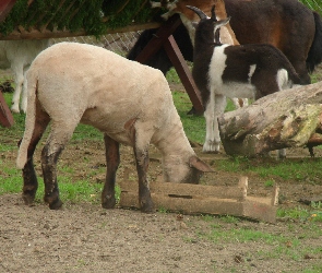 Owieczka, Zagroda