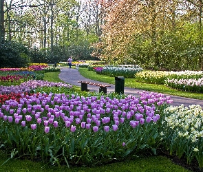 Drzewa, Kwiaty, Piękny, Park