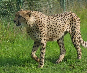 Trawa, Ogrodzenie, Gepard