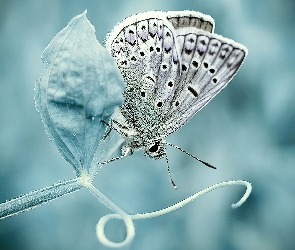 Łodyga, Modraszek ikar, Biały, Motyl
