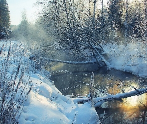 Rzeka, Zima, Drzewa