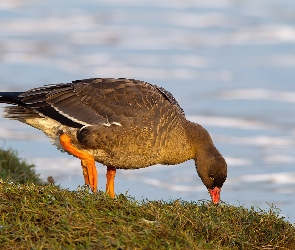 Trawa, Woda, Gęś
