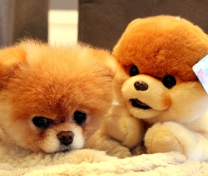 Pluszak, Pomeranian, Pies, Szpic miniaturowy