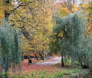 Jesienią, Drzewa, Park