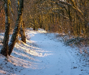 Droga, Zima, Leśna