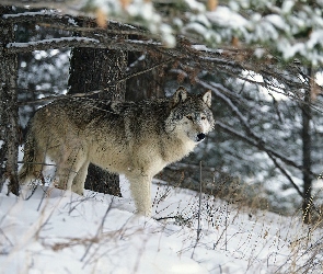 Wilk, Las, Śnieg