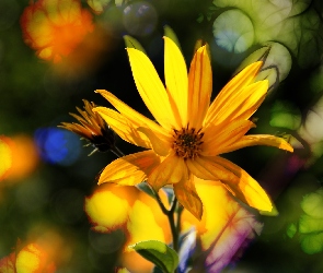 Żółte, Kwiaty, Słonecznik Bulwiasty
