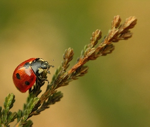 Biedronka, Gałązka