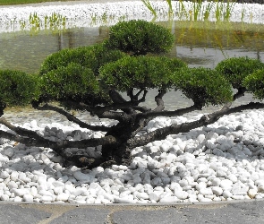 Drzewko, Bonsai