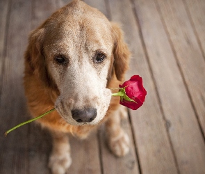 Pies, Róża, Czerwona, Podłoga
