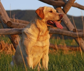 Trawa, Ogrodzenie, Retriever