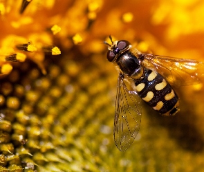 Pszczoła, Nektar, Kwiat
